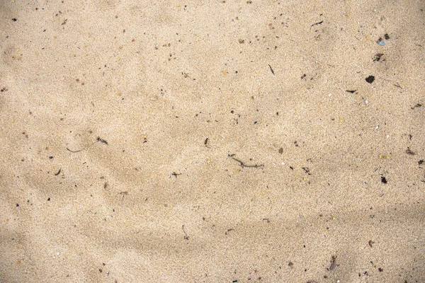 Fragmentos Galhos Folhas Areia — Fotografia de Stock