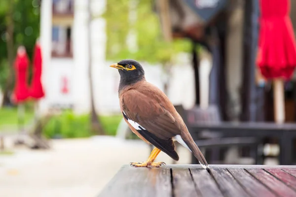 Common Myna Indian Myna Acridotheres Tristis Standing Wooden Table Garden — Stock Photo, Image