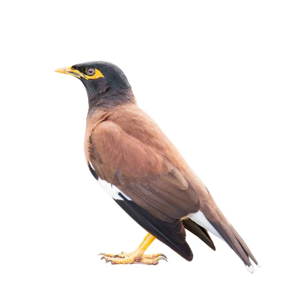 Myna Comune Isolato Sfondo Bianco Incorporare Percorso Ritaglio — Foto Stock