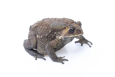 Beyaz arka plan üzerinde izole kurbağa.