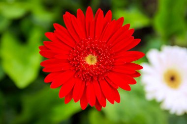 Top view red gerbera in the garden.