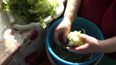 Şef taze otları suyla yıkıyor. sağlıklı gıda konsepti 