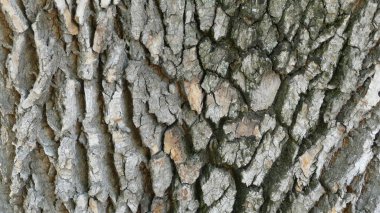 arkaplan için ağaç kabuğunun desenli titreşimi 