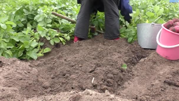 畑でジャガイモを収穫する女性は — ストック動画