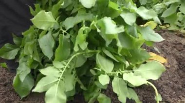 Bir kadın tarlada patates topluyor. 