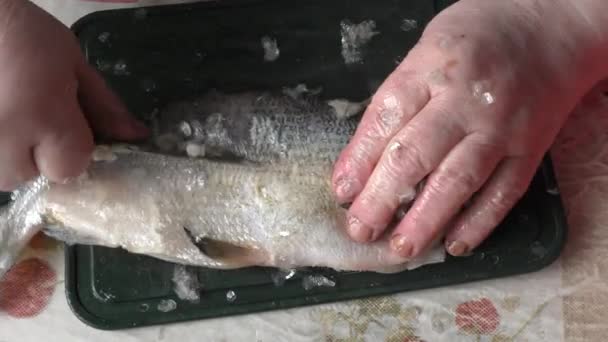 Žena Kuchař Čištění Syrové Ryby — Stock video