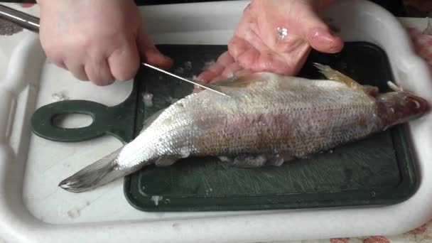 Chef Pela Pescado Crudo Con Cuchillo — Vídeo de stock