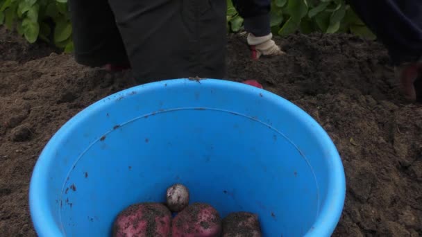 在田里收获新鲜土豆 — 图库视频影像