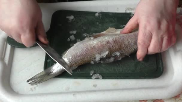 Der Koch Schält Rohen Fisch Mit Einem Messer — Stockvideo