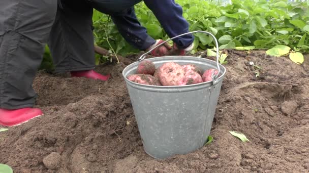 年配の女性が畑でジャガイモを収穫し — ストック動画