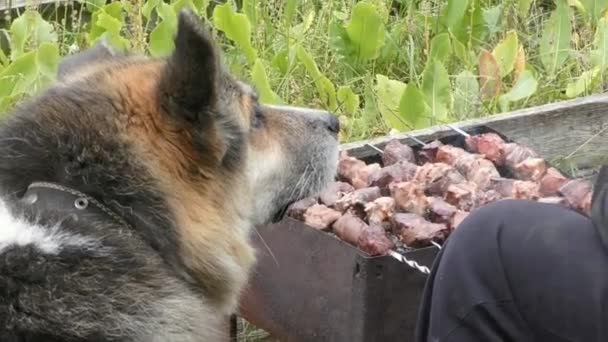 Pies Błaga Mięso Człowieka Pikniku — Wideo stockowe