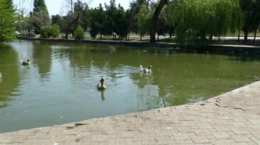 Parktaki göletin yanındaki su kuşları. 