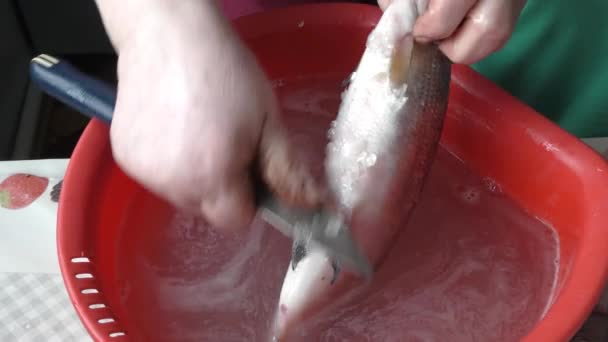 Szef Kuchni Obiera Surowe Białe Ryby — Wideo stockowe