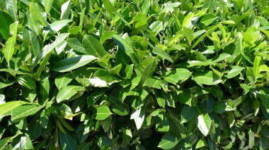 Şehir parkında yeşil alanlar 