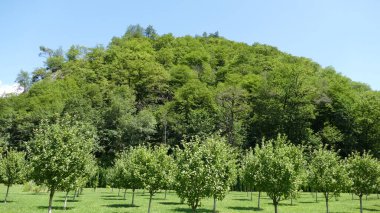 Şehir parkında yeşil alanlar 