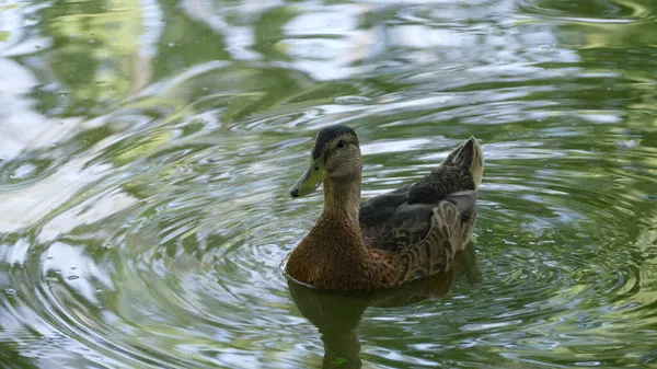 城市公园湖上的鸭子 — 图库照片