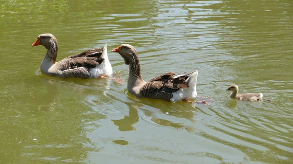 Canards Sur Lac Dans Parc Ville — Photo