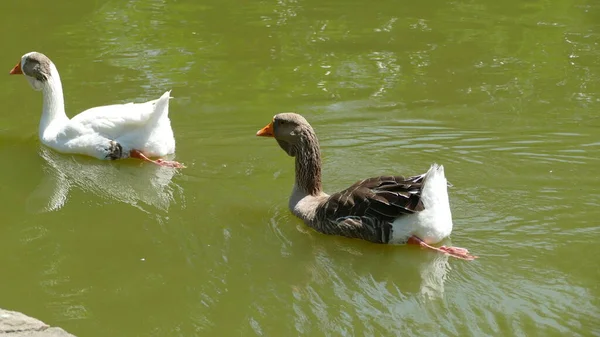 Enten Auf Dem See Stadtpark — Stockfoto