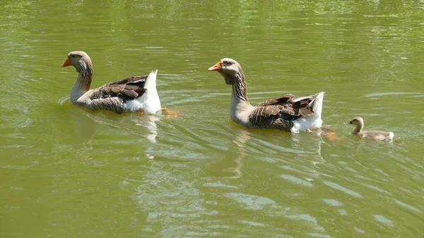 Eenden Het Meer Het Stadspark — Stockfoto