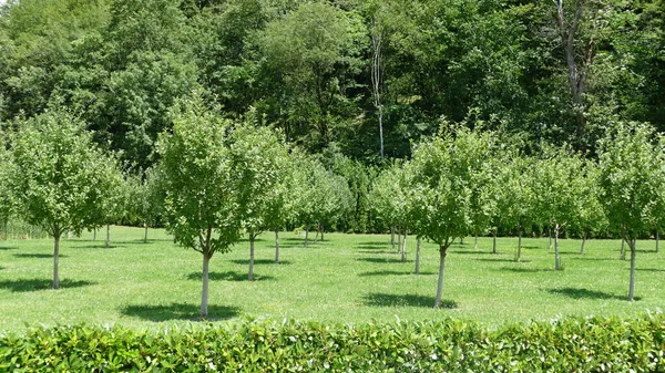 Green Spaces City Park — Stock Photo, Image