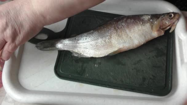 Szef Kuchni Obiera Surowe Ryby Nożem — Wideo stockowe