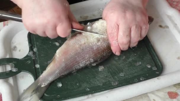 Der Koch Schält Rohen Fisch Mit Einem Messer — Stockvideo