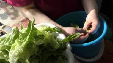 Şef taze otları suyla yıkıyor. 