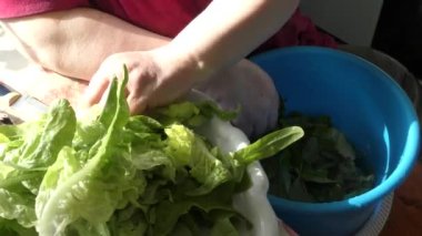 Şef taze otları suyla yıkıyor. 