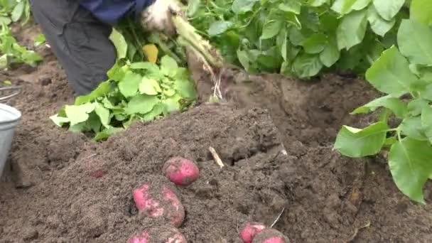 畑で新鮮なジャガイモを収穫する — ストック動画