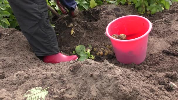 야외에서 감자를 수확하는 — 비디오