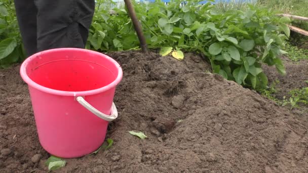 Colheita Batatas Frescas Campo — Vídeo de Stock