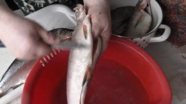 Şef pancarı bıçakla keser. 