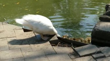 Ördekler şehir parkında yürüyor. 
