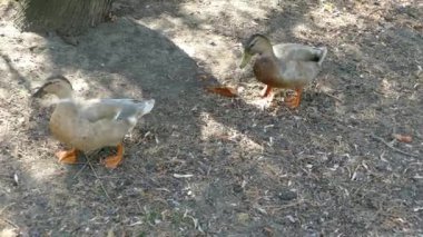 Ördekler şehir parkında yürüyor. 