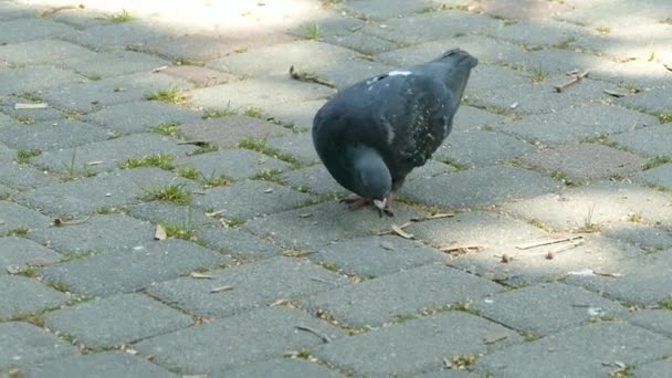 Pigeon Walking City Park — 图库视频影像