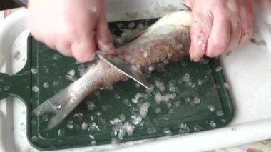 Kadınlar çiğ balık pişirir.