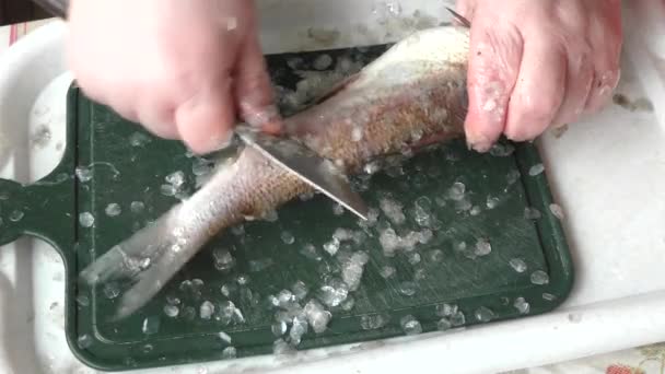 Vrouw Koken Bereiden Rauwe Vis — Stockvideo