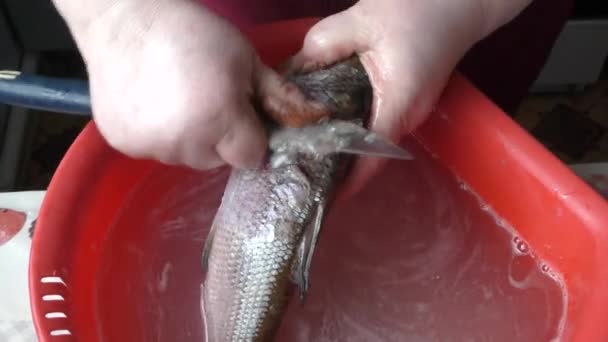生の魚を作る女料理人 — ストック動画