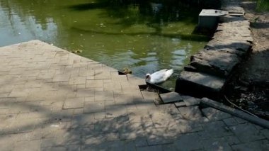 Şehir parkında ördek yavrusuyla ördek 