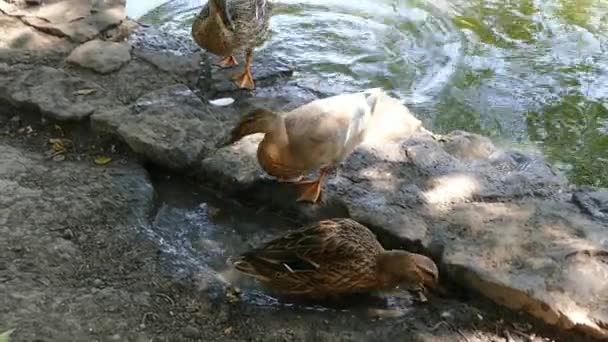 Drei Enten Spazieren Stadtpark — Stockvideo