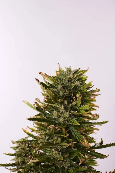 Planta Cannabis Fundo Branco — Fotografia de Stock