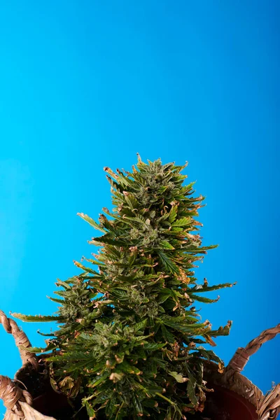 Planta Cannabis Sobre Fondo Azul —  Fotos de Stock