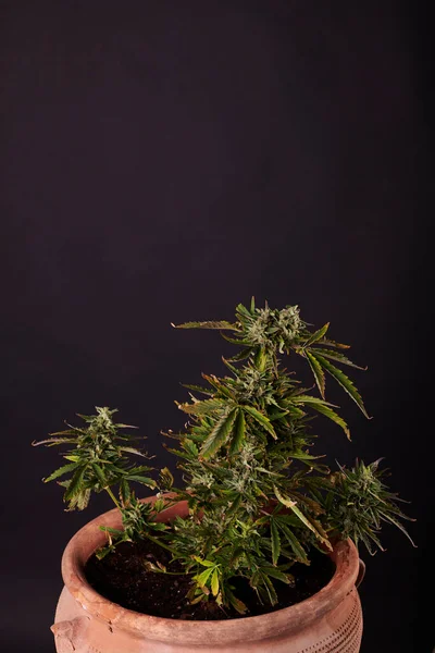 Cannabis Växt Svart Bakgrund — Stockfoto
