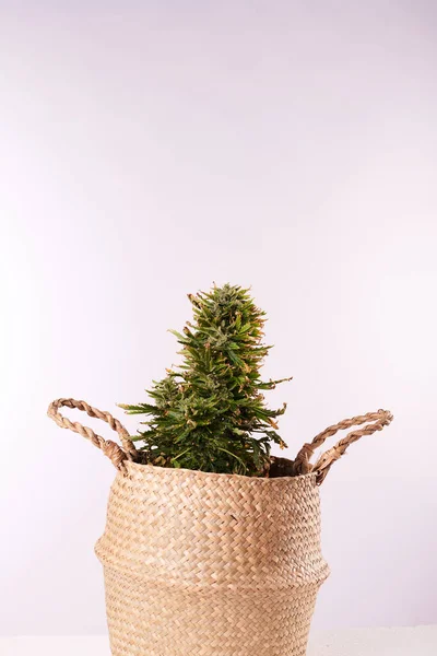 Cannabis Plant White Background Stock Picture