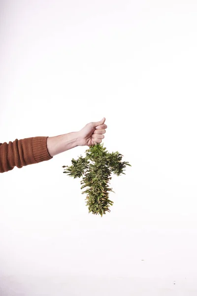 Mão Homem Segurando Uma Planta Maconha Cortada Fundo Branco — Fotografia de Stock