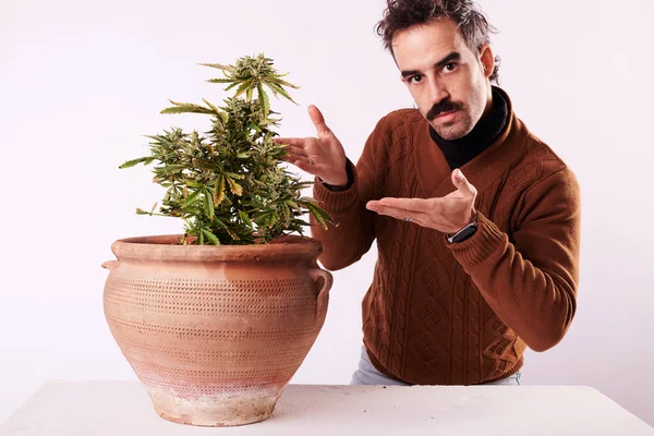 Young Man Pointing His Finger Cannabis Plant White Background — Stock Fotó