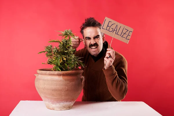 Young Man Next Cannabis Plant Sign Legalize Marijuana Red Background — Stock Fotó
