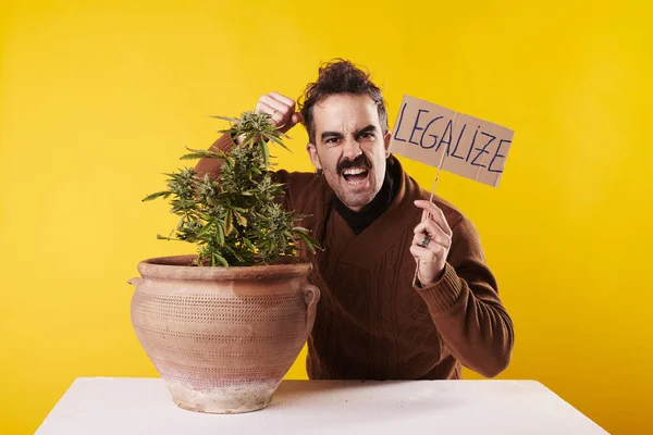 Young Man Next Cannabis Plant Sign Legalize Marijuana Yellow Background — Stock Fotó