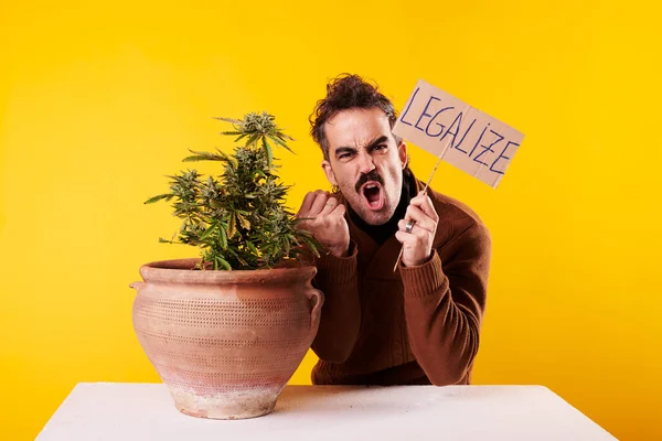 Young Man Next Cannabis Plant Sign Legalize Marijuana Yellow Background Fotos De Bancos De Imagens
