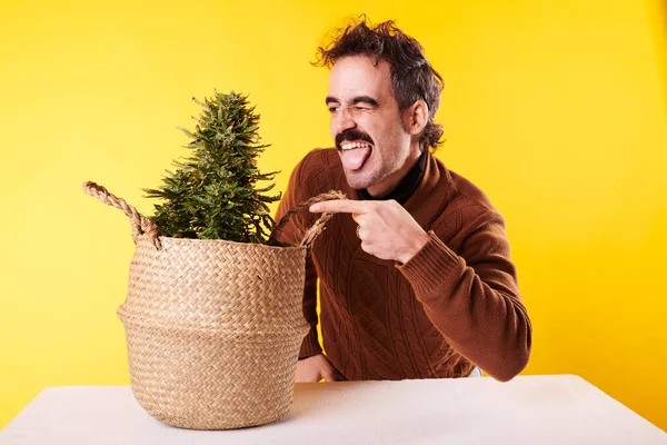 Young Man Pointing His Finger Cannabis Plant Yellow Background — Stock Fotó